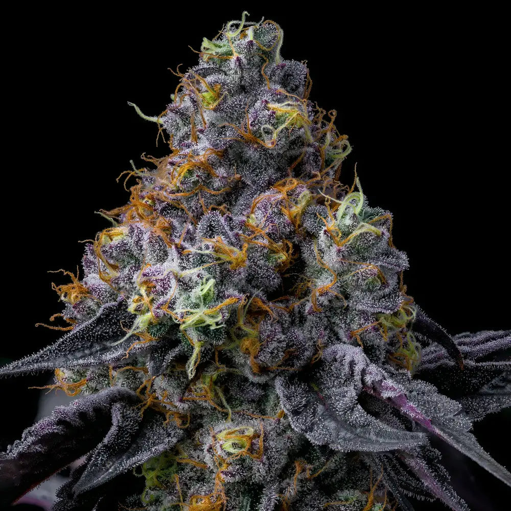 RAINBOW SHERBET