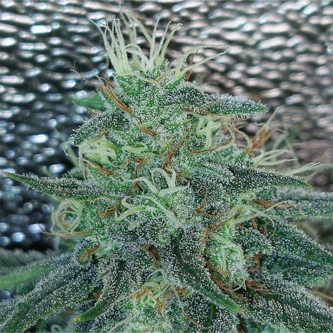 Strawberry Banana Grape