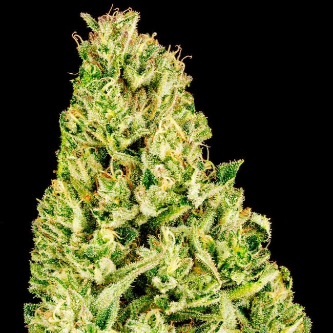 Tangerine Snow F1 Fast