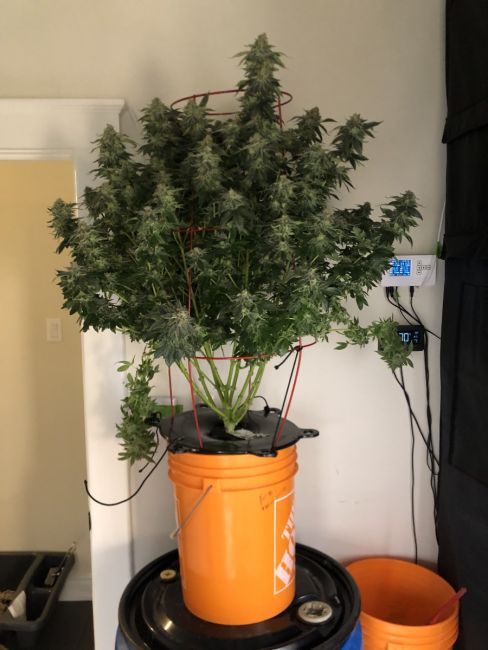The White OG