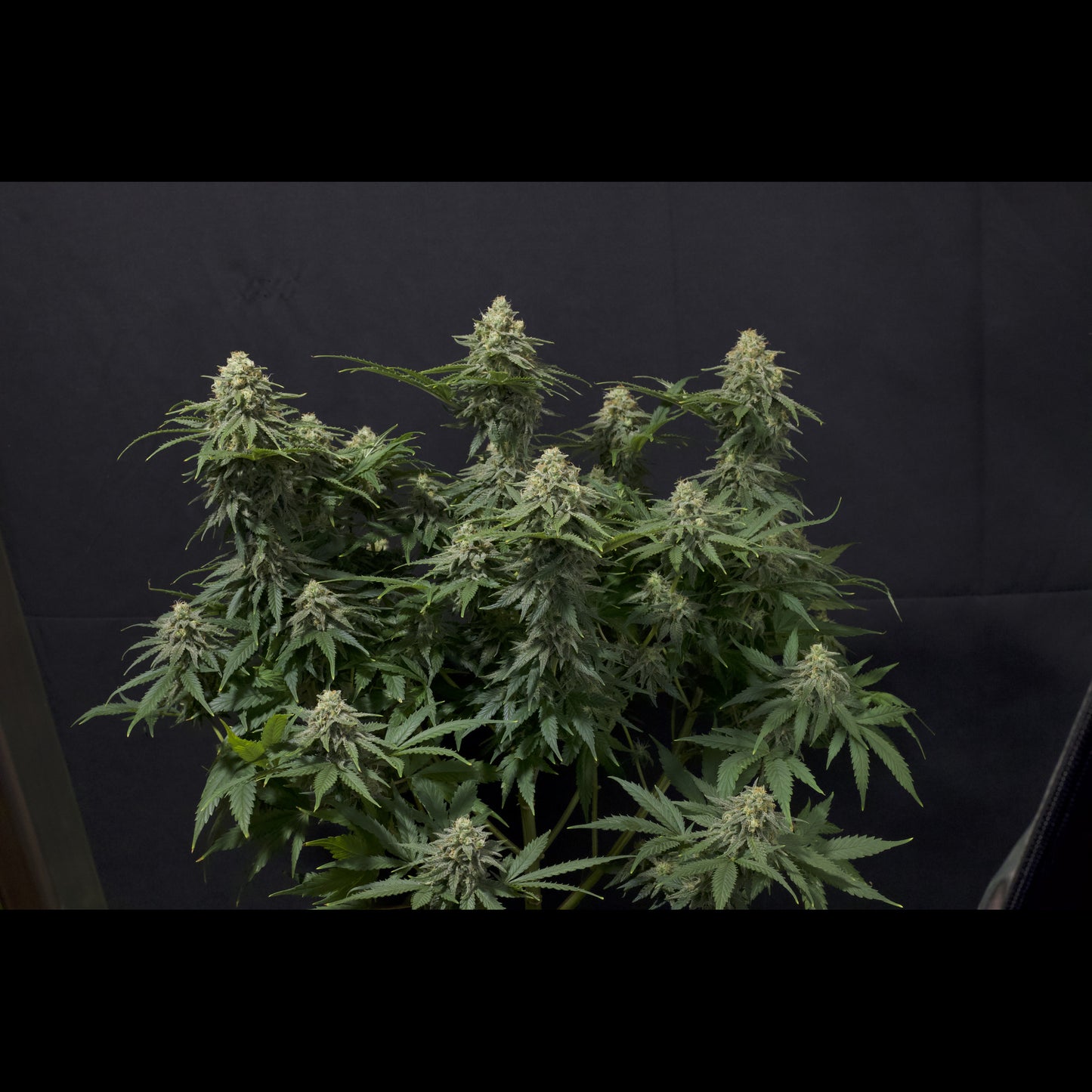 Wedding Cheesecake Fast Flowering