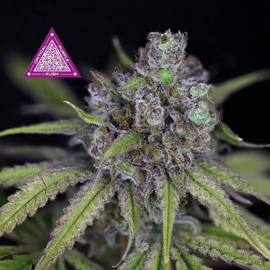 Critical Purple Kush