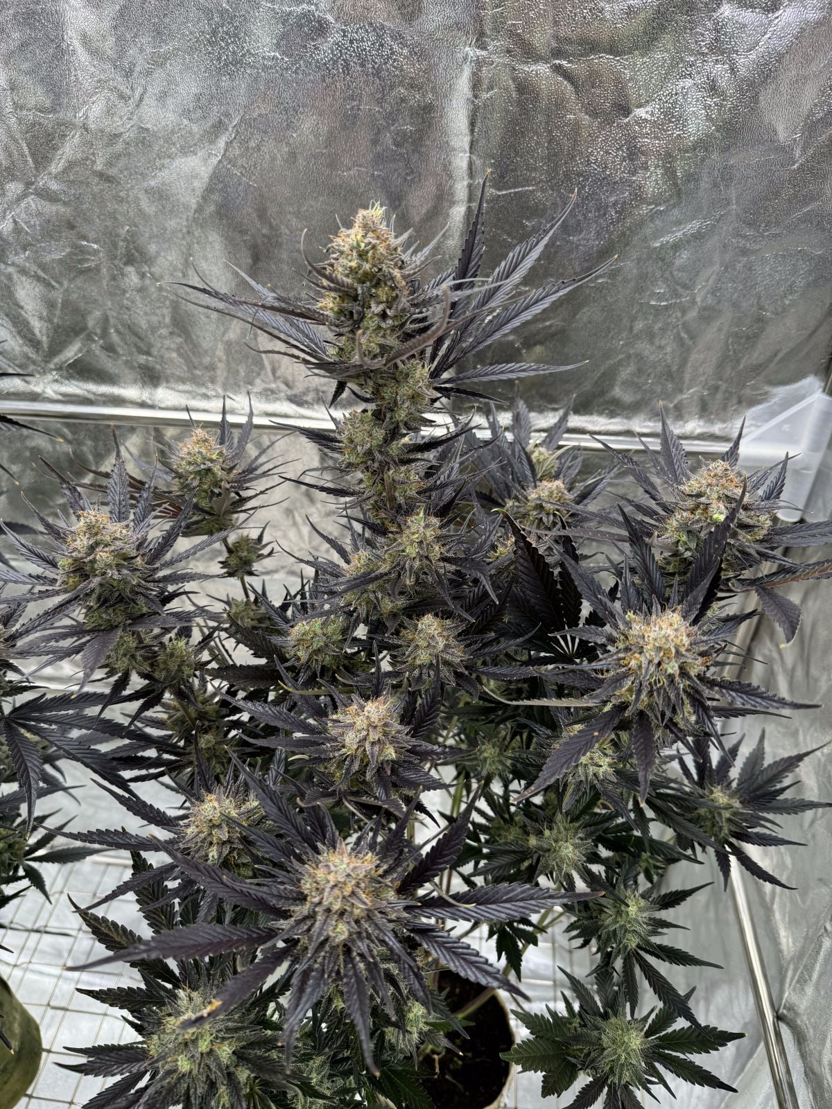 Guava Auto RF3