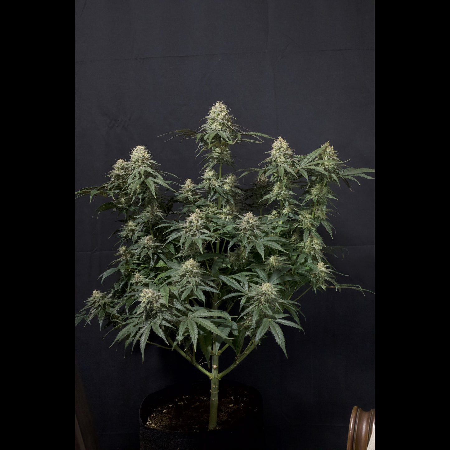 Tropicana Cookies Fast Flowering