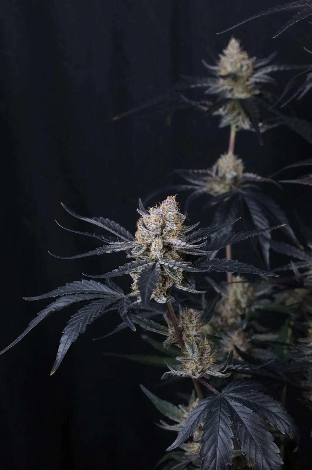 Guava Runtz Auto