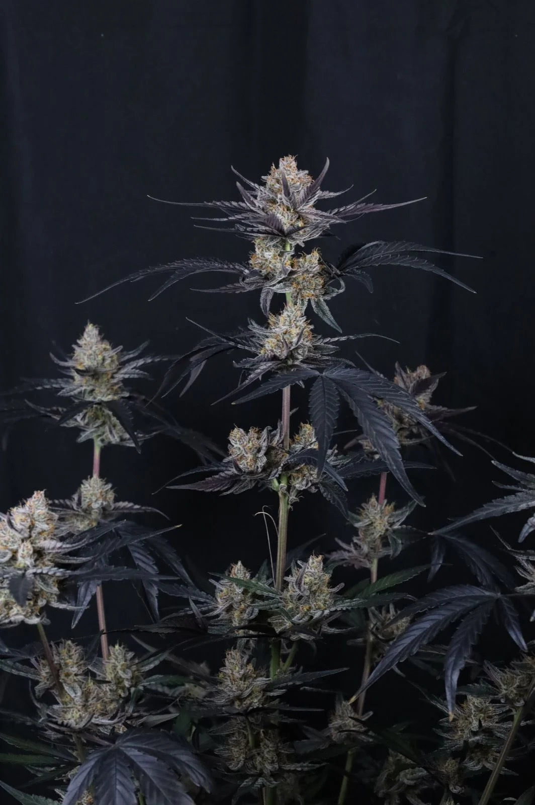 Guava Runtz Auto