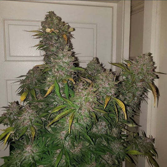C4 Auto