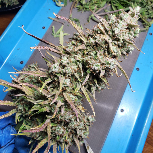 Strawberry Banana Auto