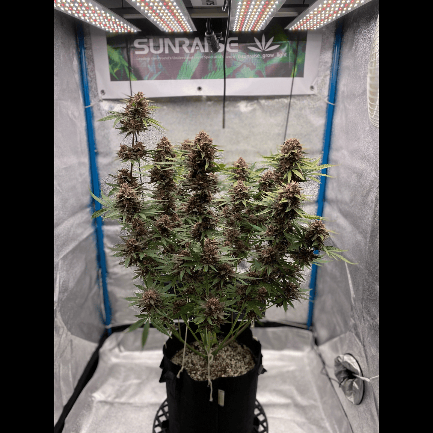 Purple Lemonade Auto