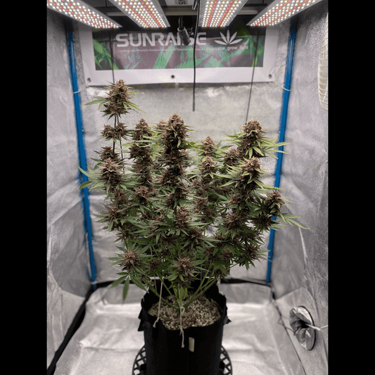 Purple Lemonade Auto