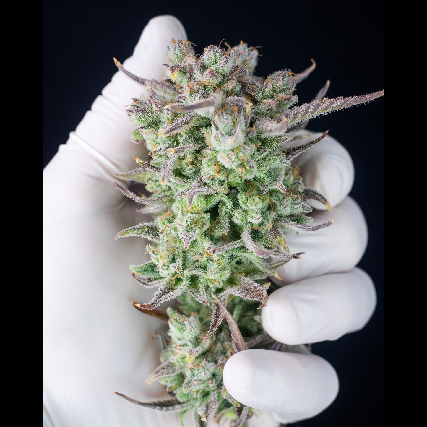 Strawberry Banana Auto