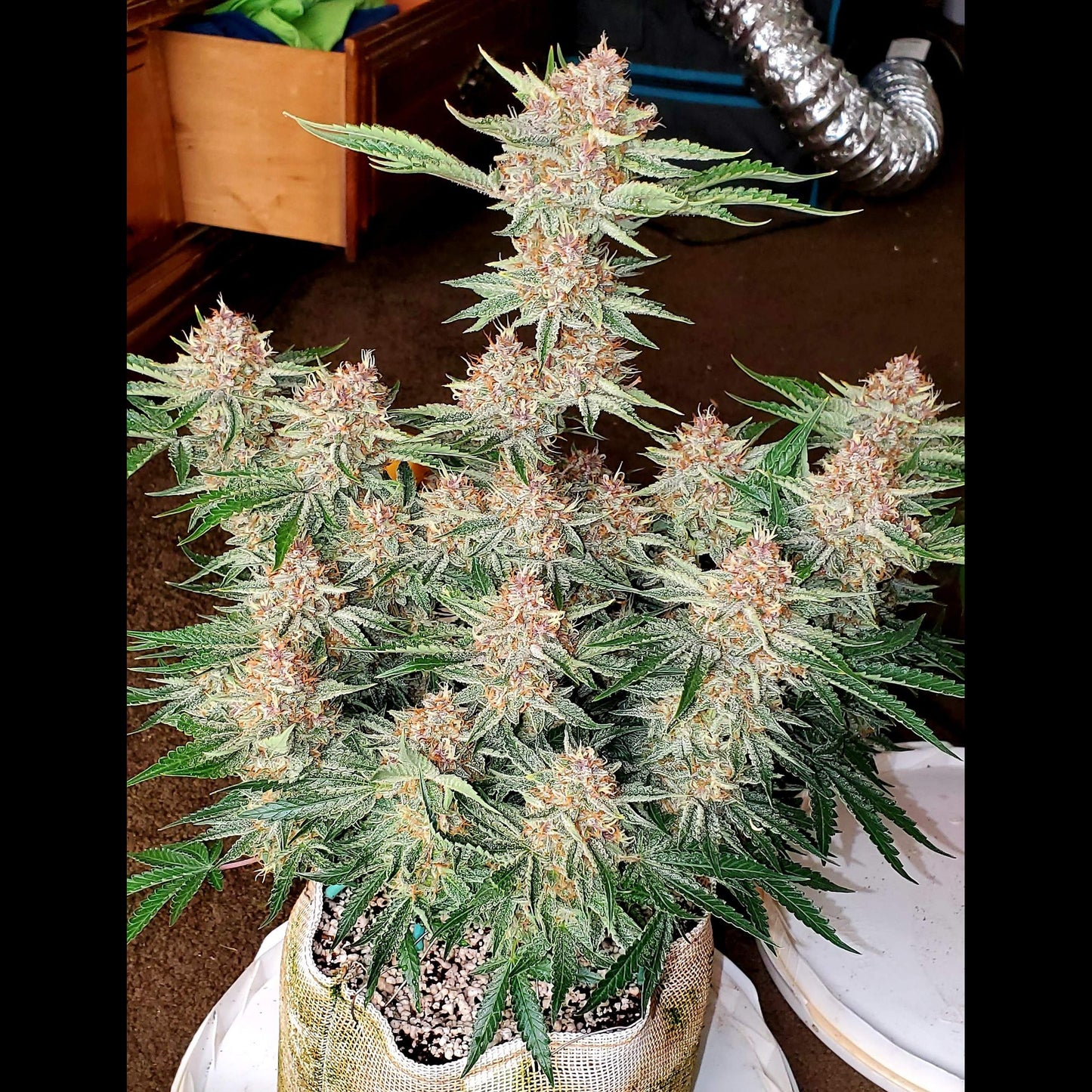 Strawberry Pie Auto