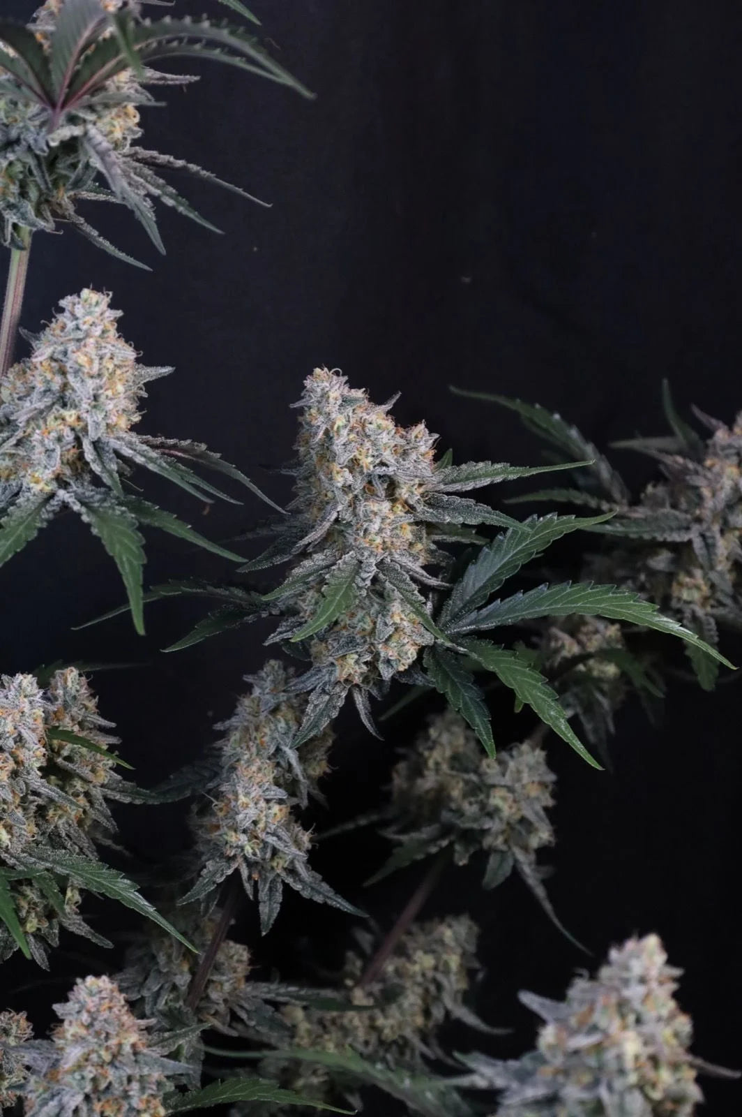 Guava Sundae Auto