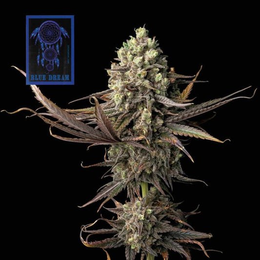 Blue Dream