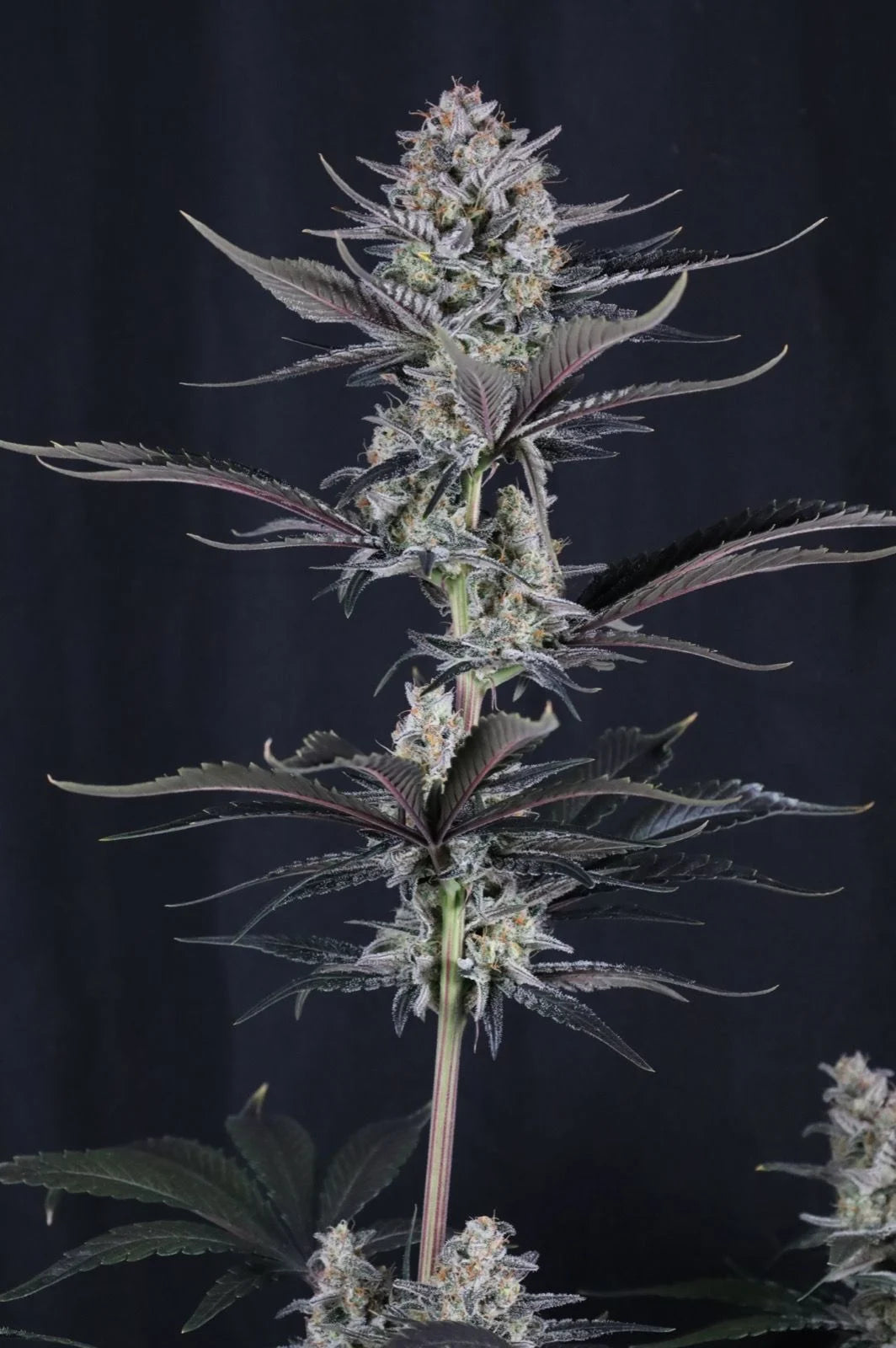 Mendo Guava Auto