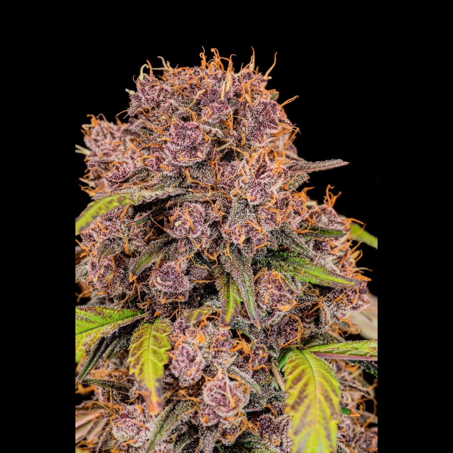 Lemon Cherry Cookies Auto