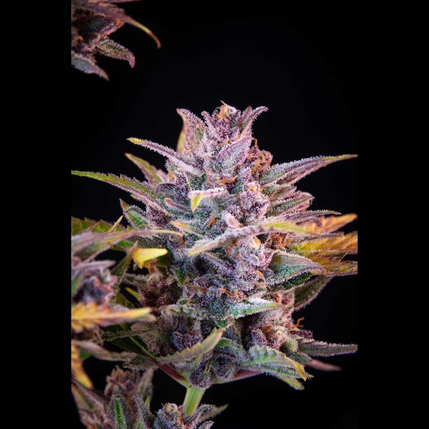 Lemon Cherry Cookies Auto