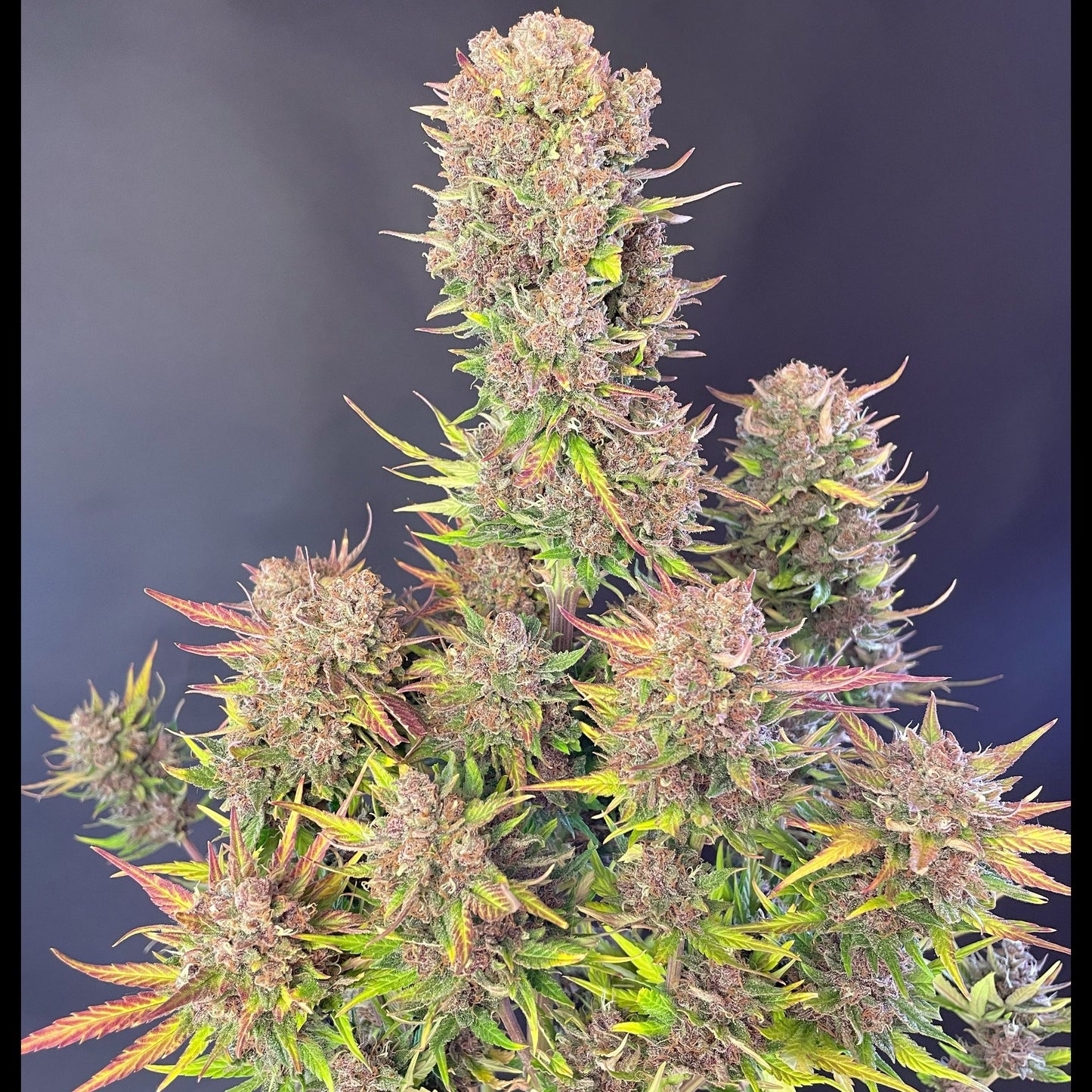 Lemon Cherry Cookies Auto