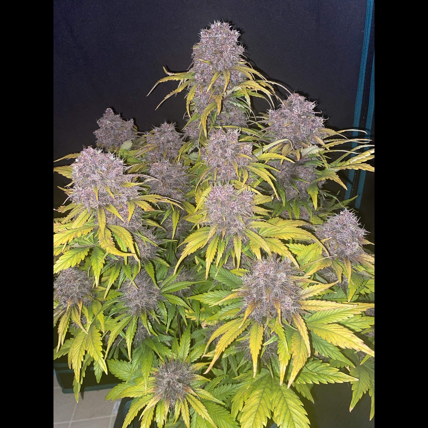Purple Lemonade Auto