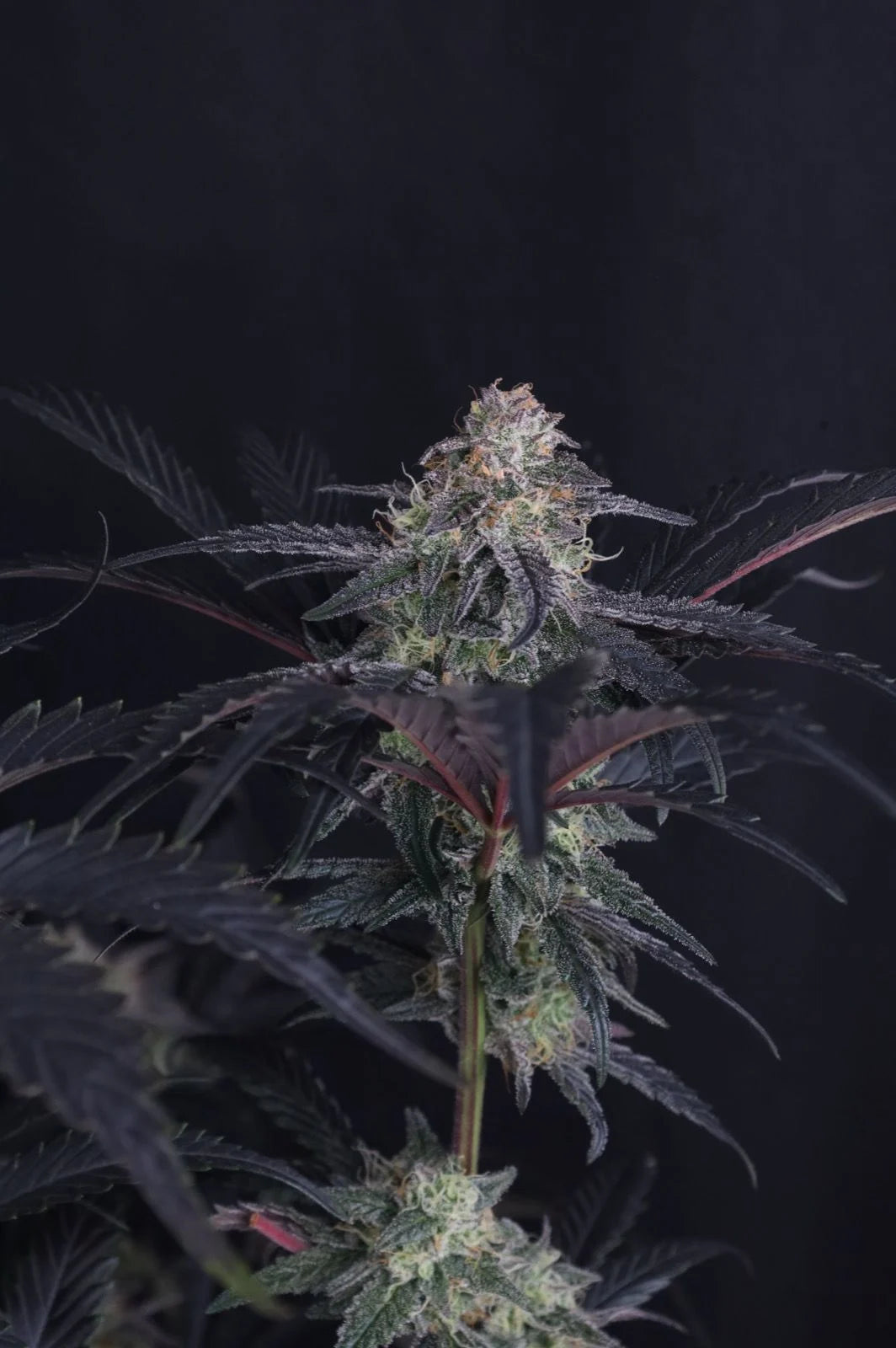 Mendo Frost Auto