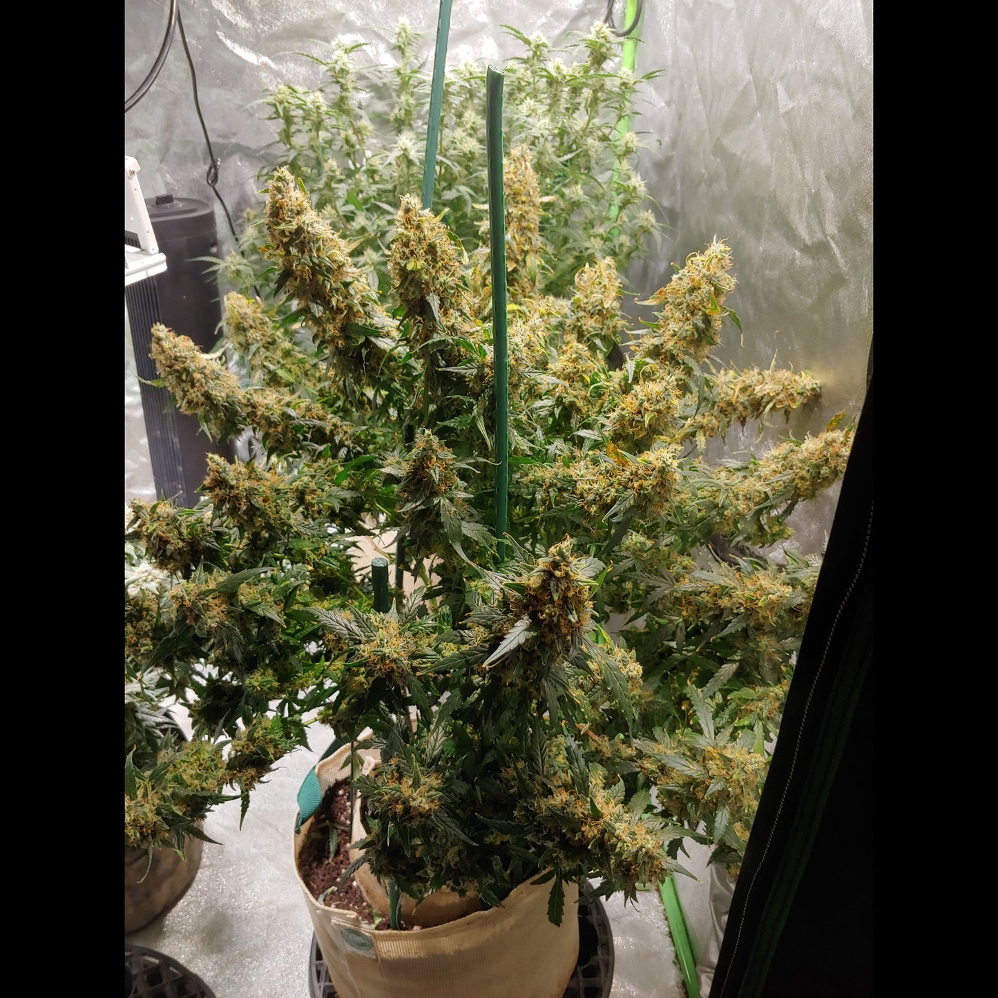 Wedding Cheesecake Auto