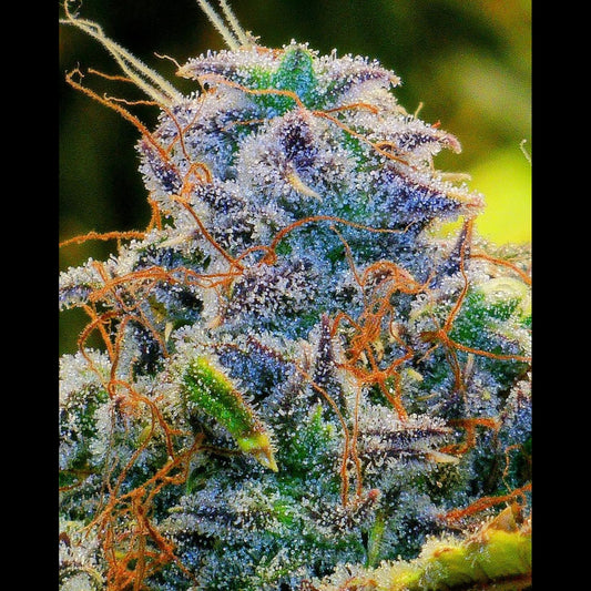 Cream Cookies Auto