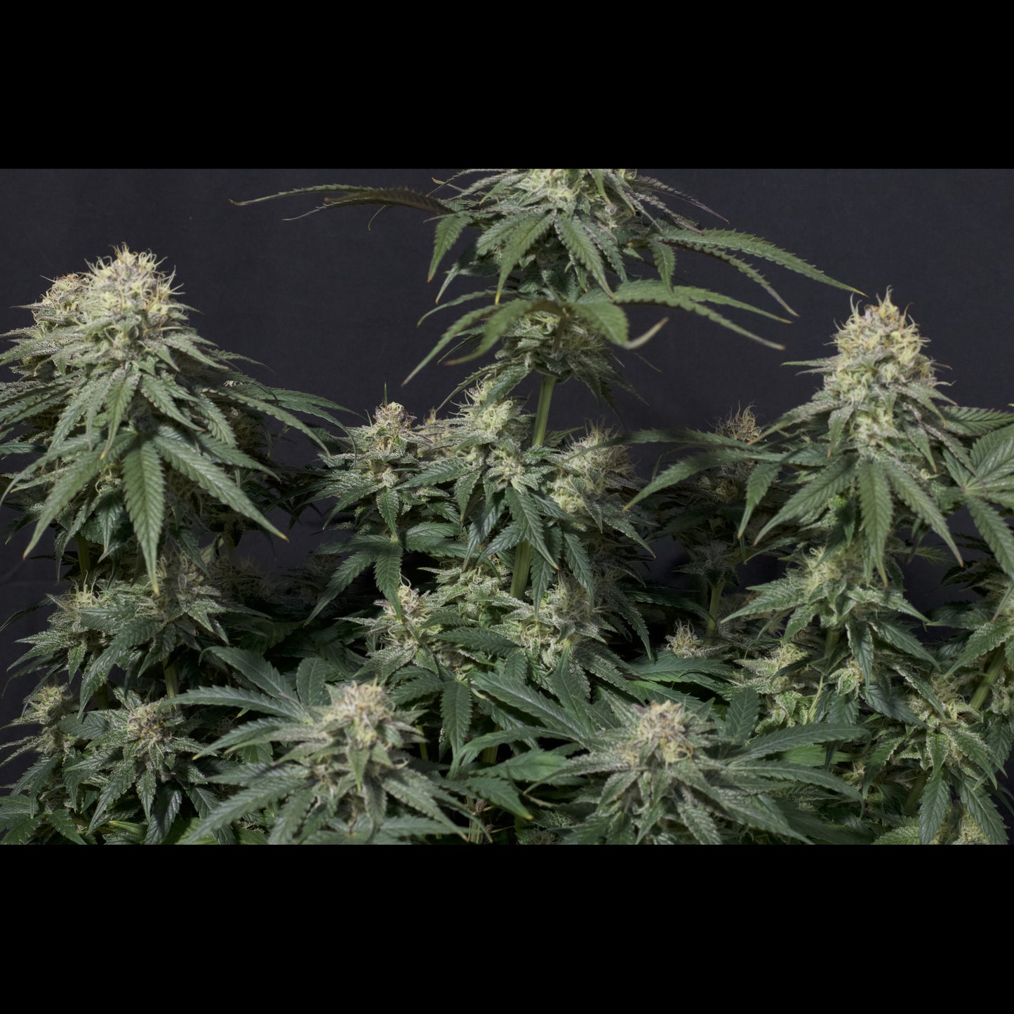 Tropicana Cookies Fast Flowering