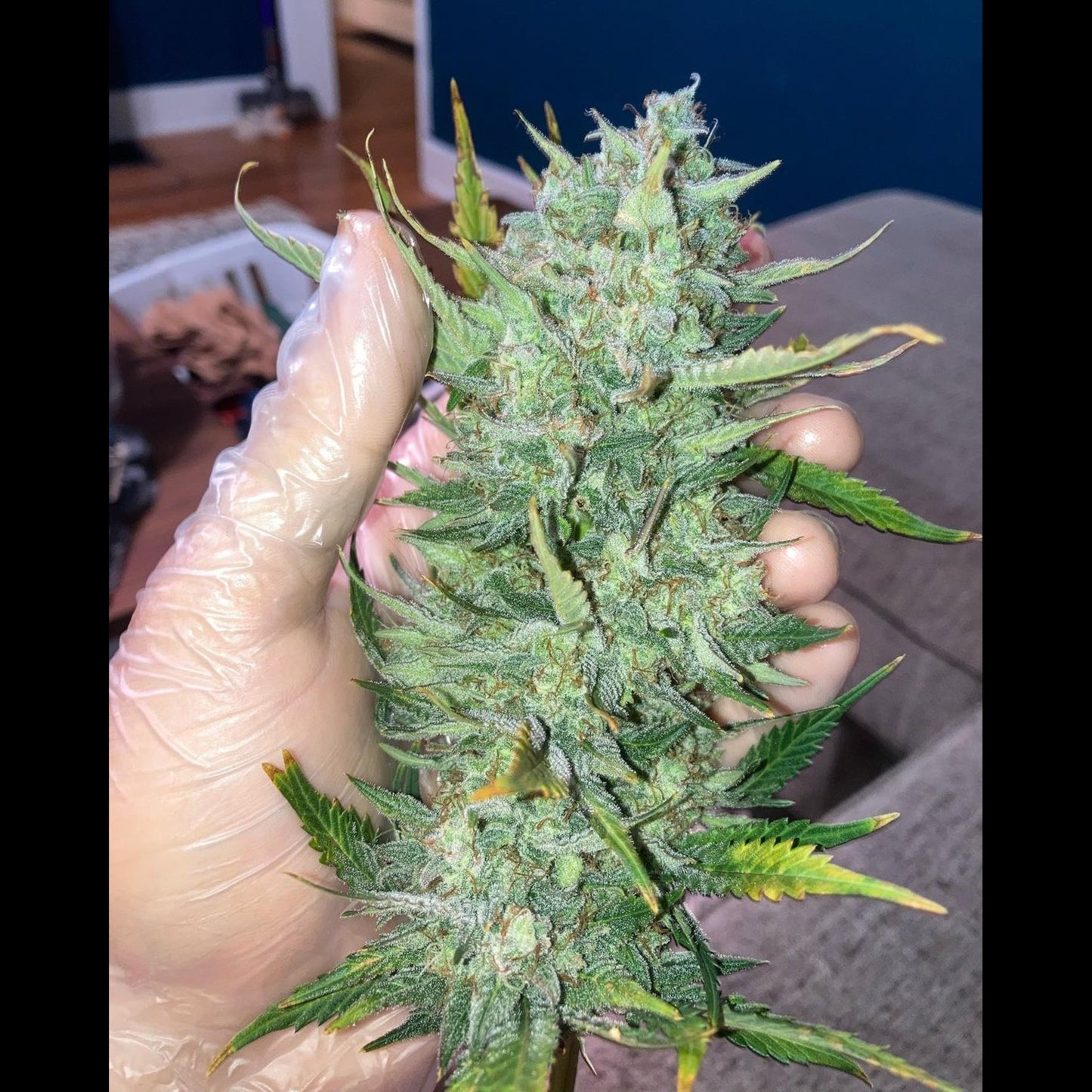 Big Bud Auto