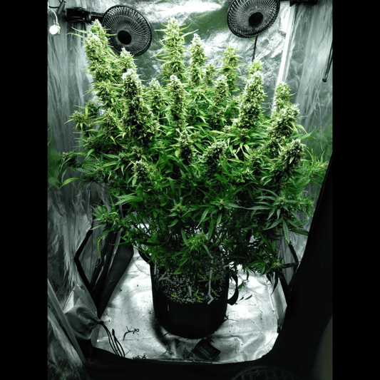 Blue Dream Auto