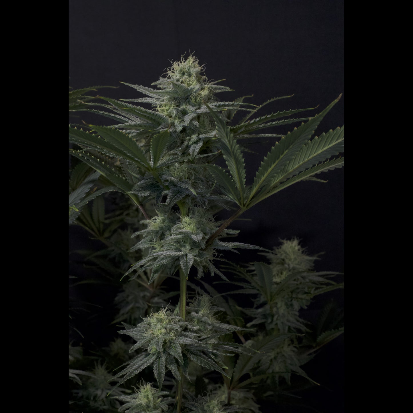 GG4 Sherbet Fast Flowering