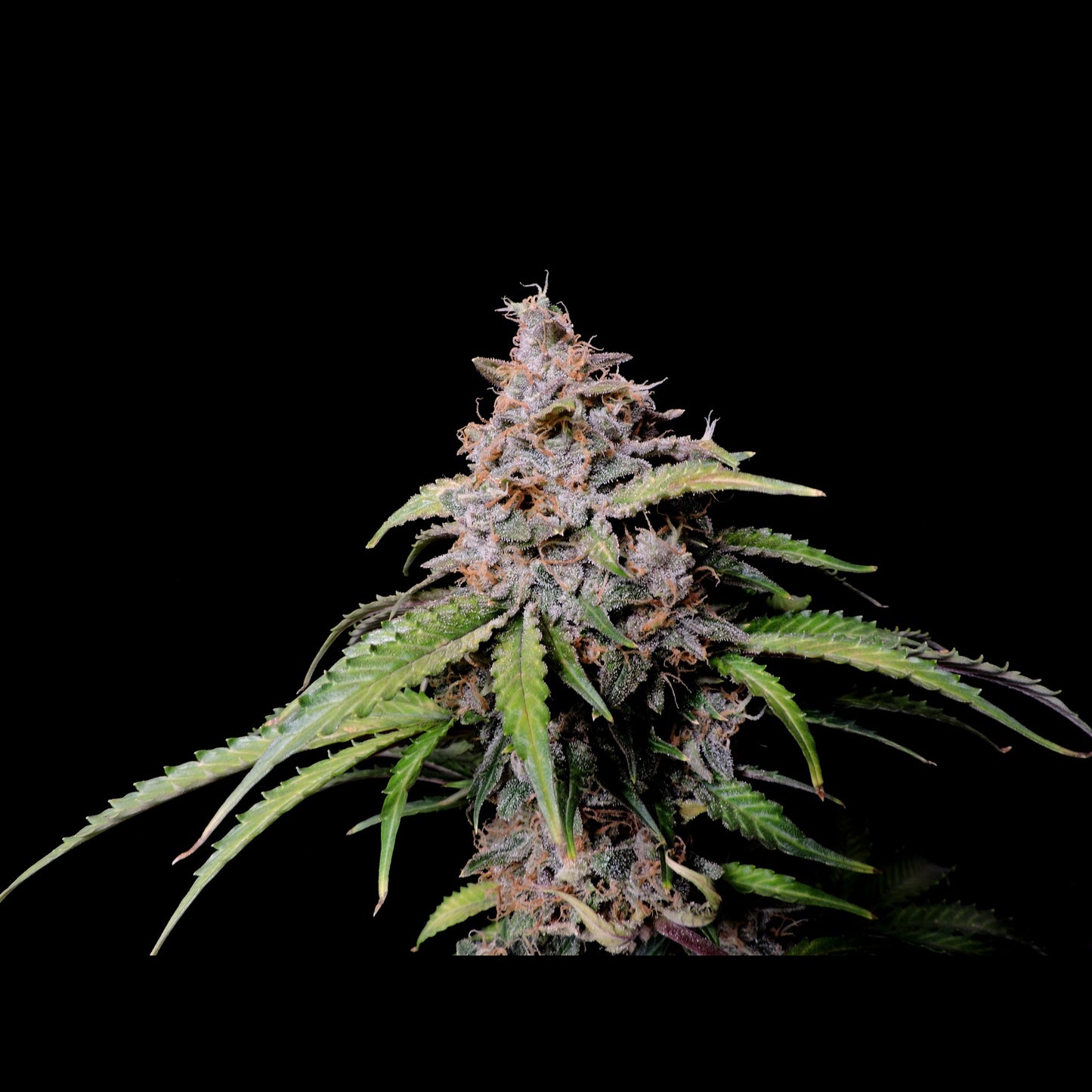 Gorilla Zkittlez Auto