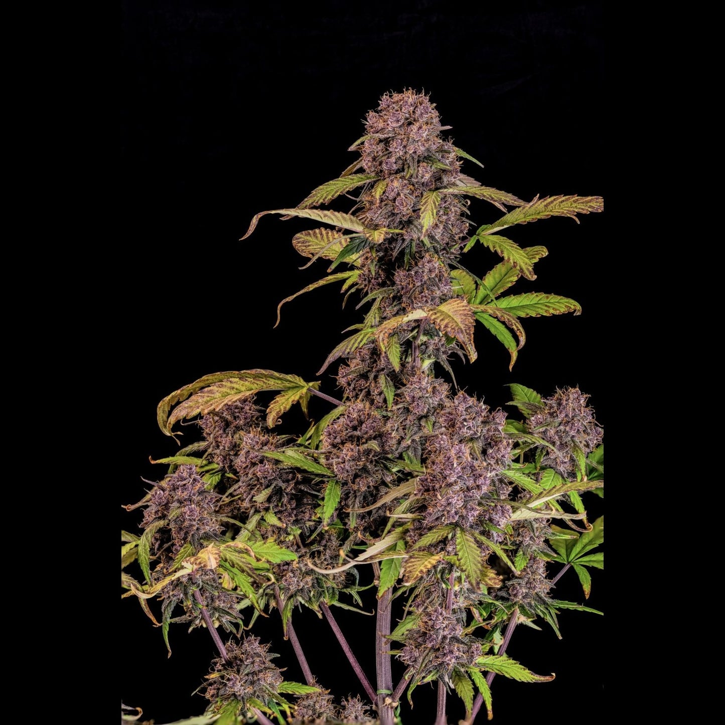 Lemon Cherry Cookies Auto