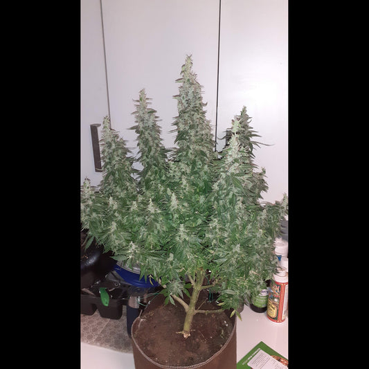 G14 Auto