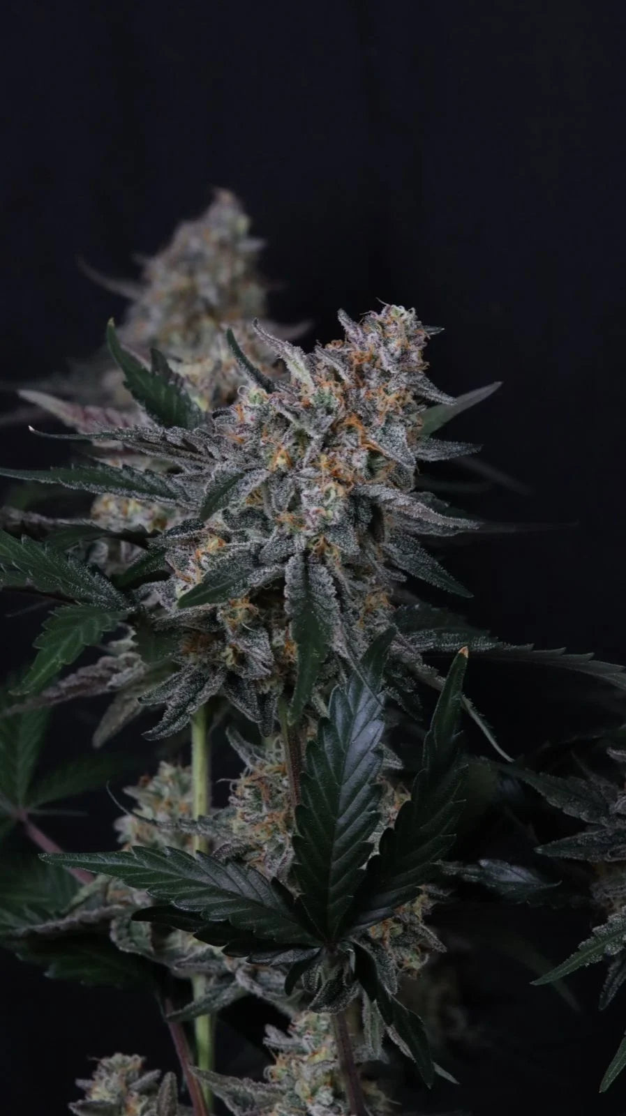 Guava Sundae Auto