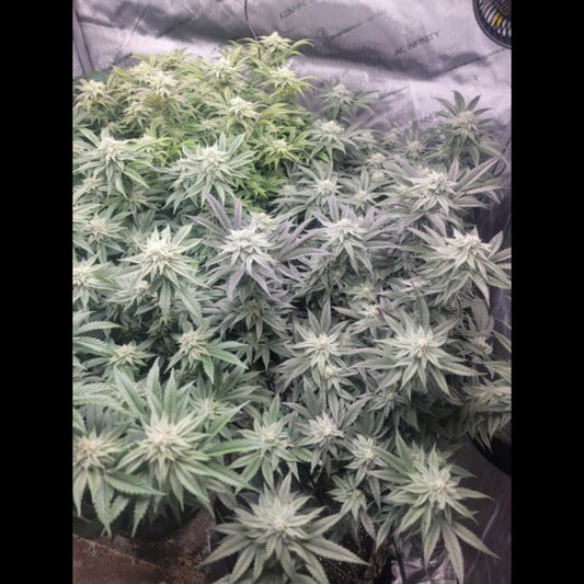 Godfather OG Feminised