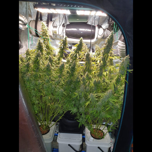 Pineapple Express Auto