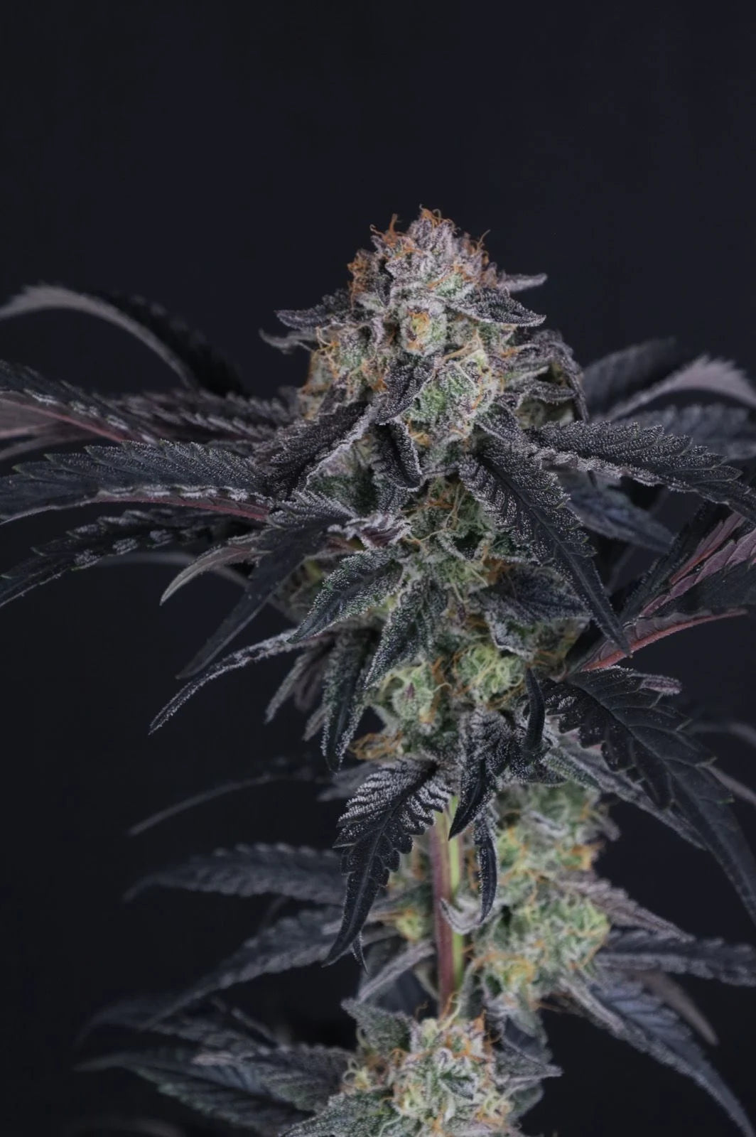 Mendo Frost Auto