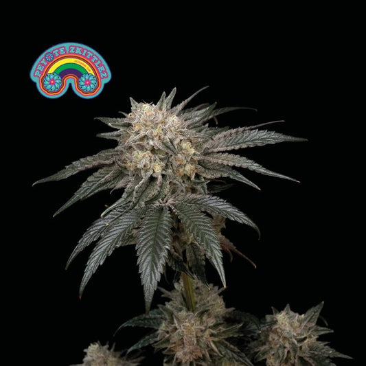 Peyote Zkittlez