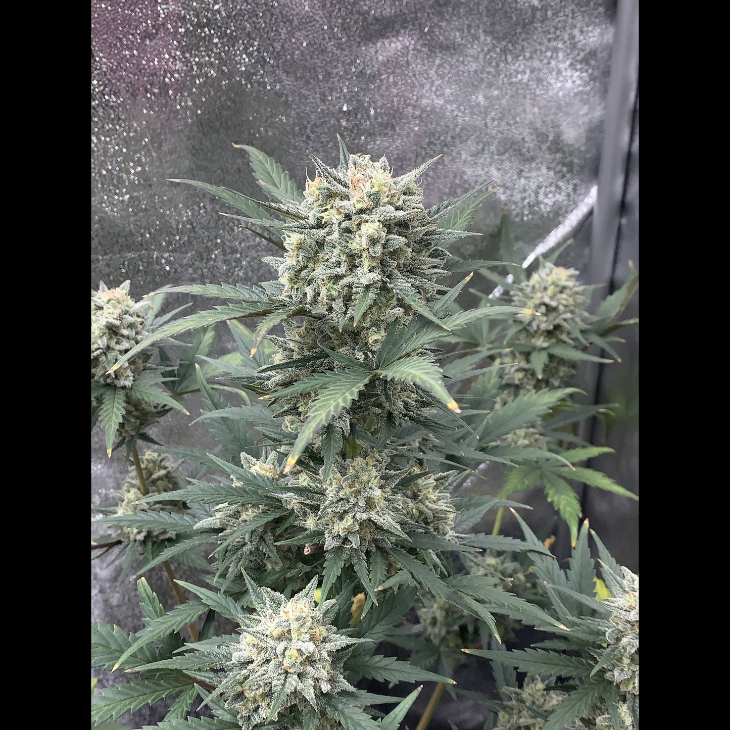 Sour Diesel Auto