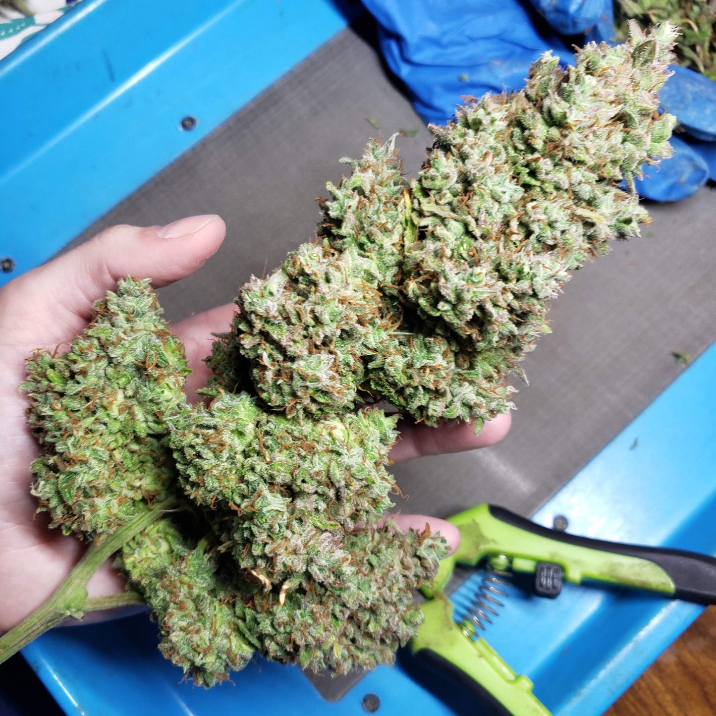 Strawberry Banana Auto