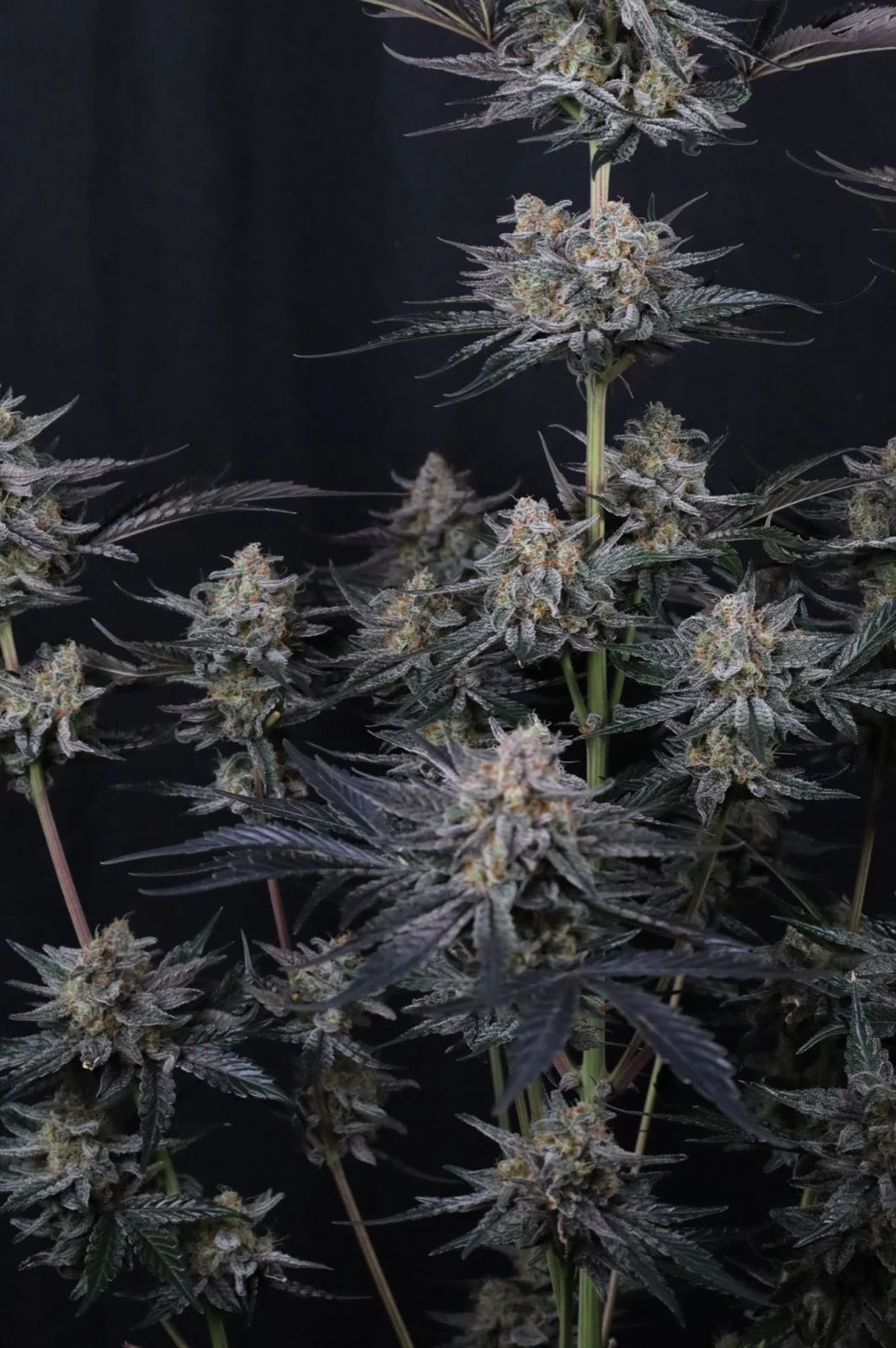 Mendo Guava Auto