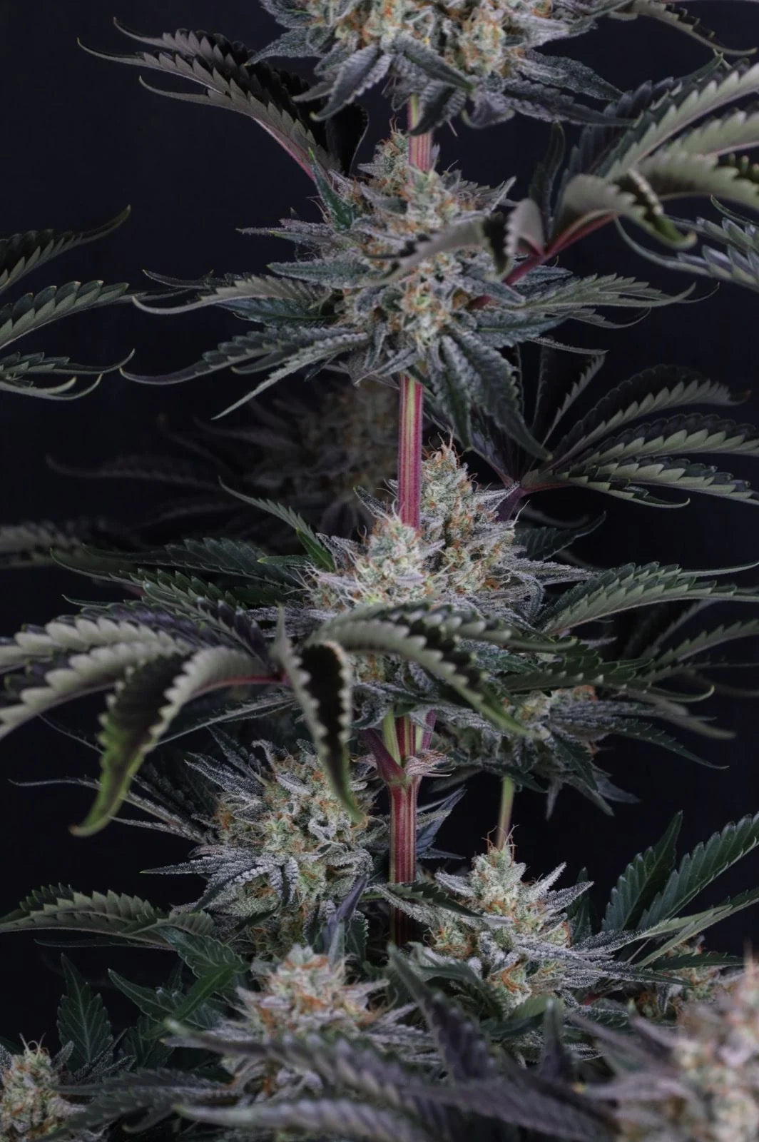 Mendo Frost Auto