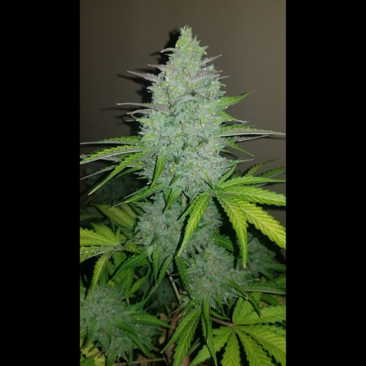 Cheese Auto
