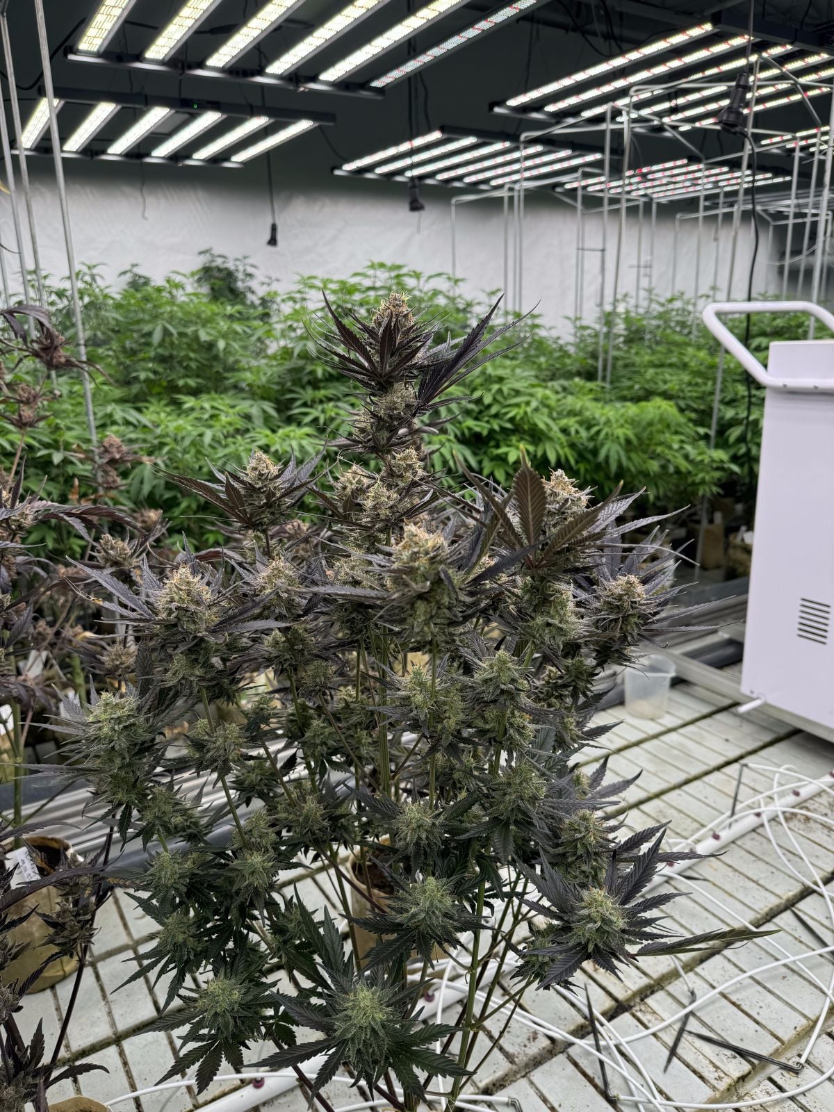 Guava Auto RF3