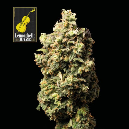 Lemonchello Haze