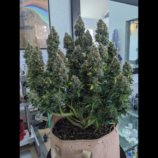 Critical Auto