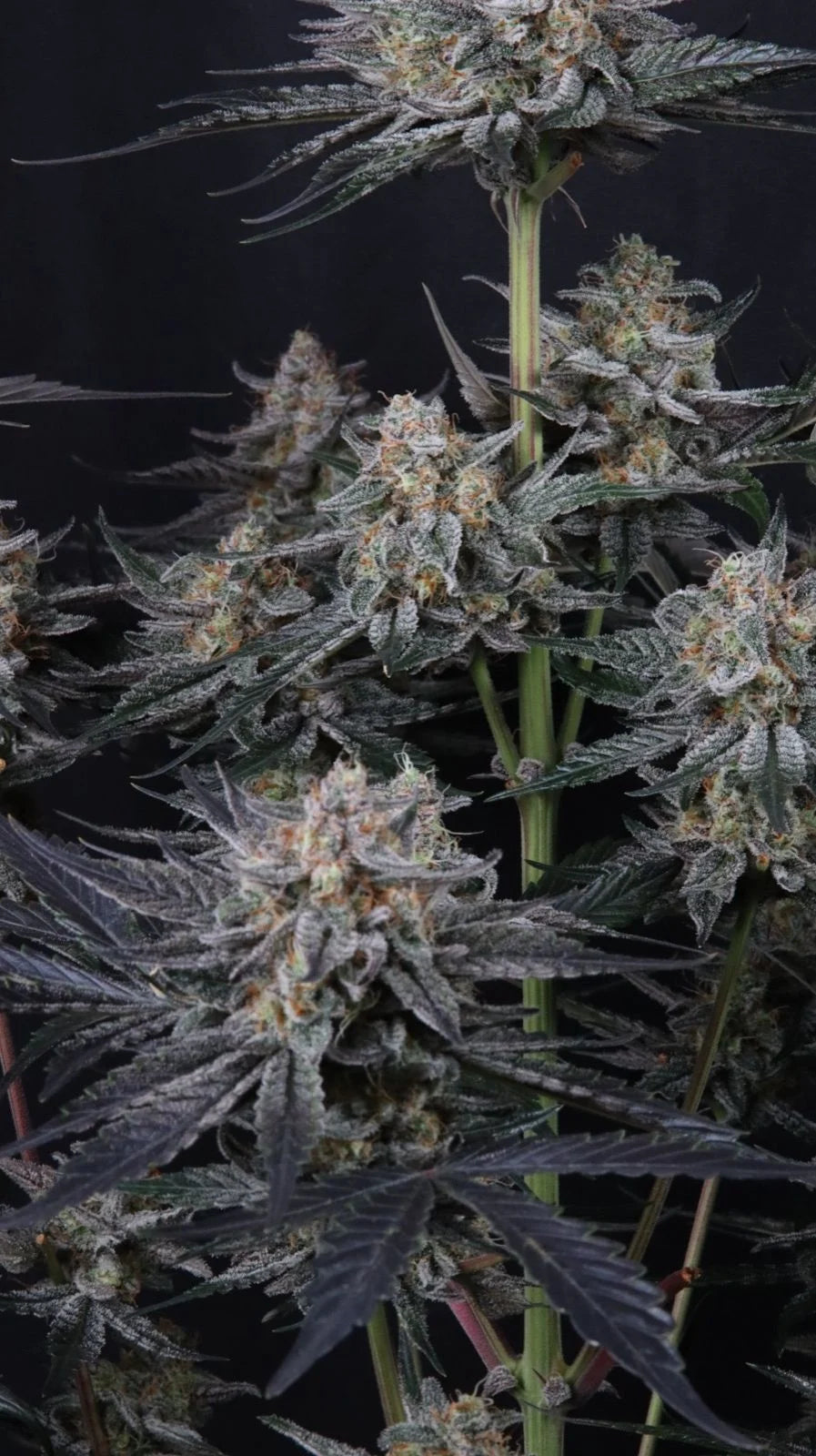Mendo Guava Auto