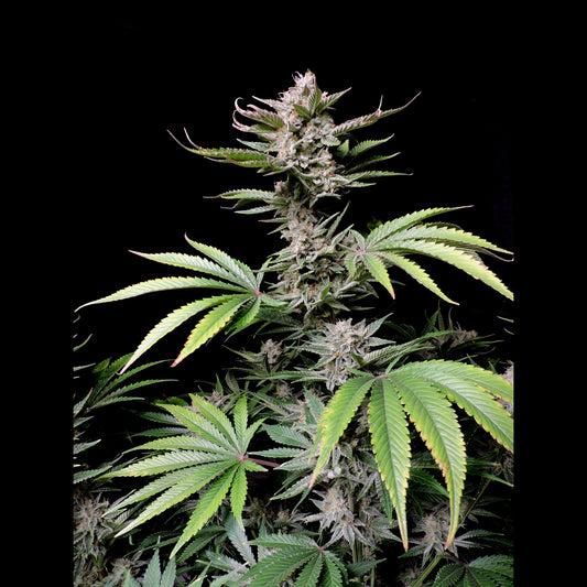 Cherry Cola Auto