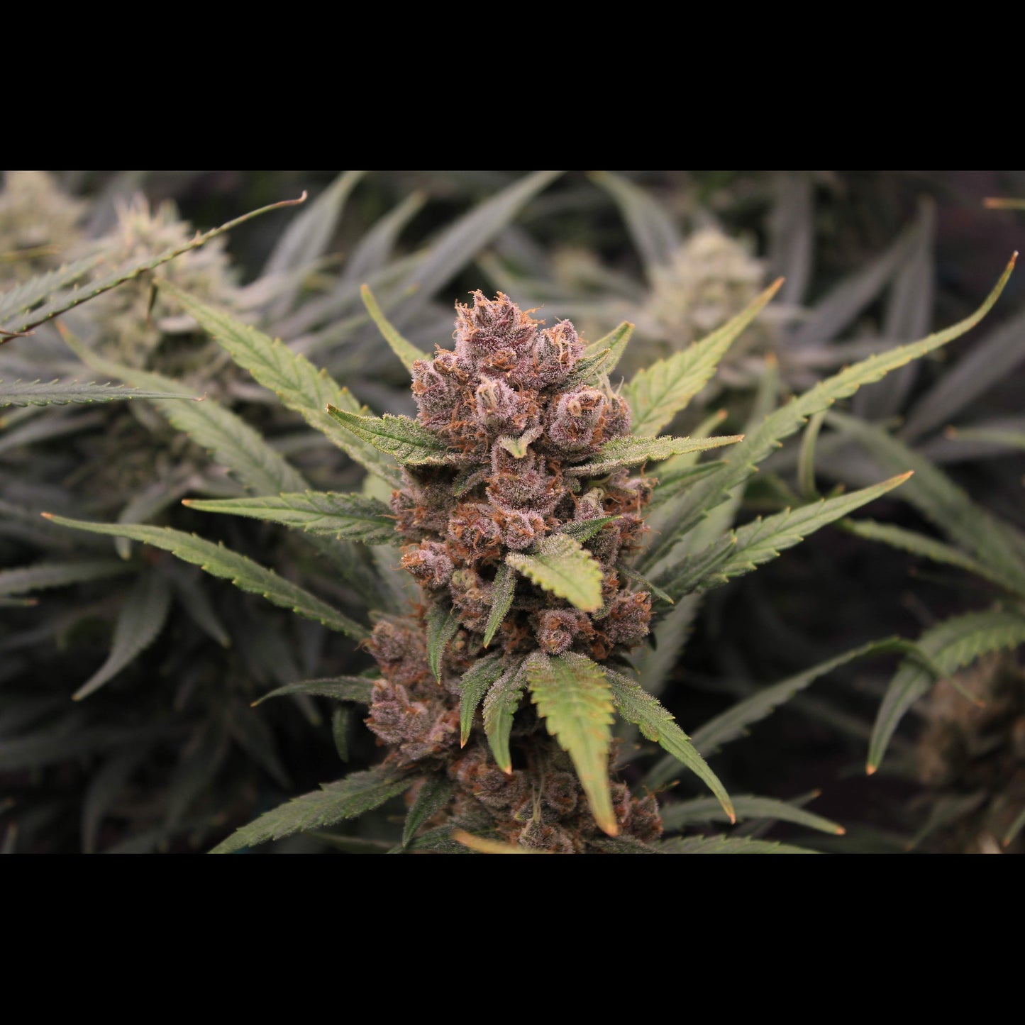 Tropicana Cookies Auto