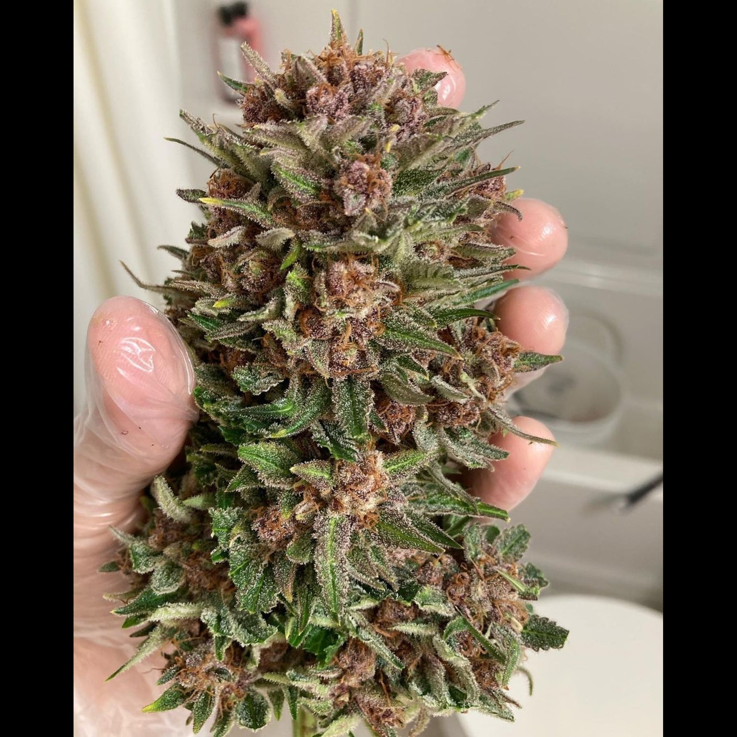 Strawberry Pie Auto